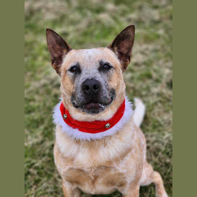 Photo of 🥏 Benji 5550 🥏