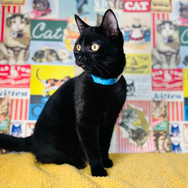 Photo of Eclipse   Located In Preston