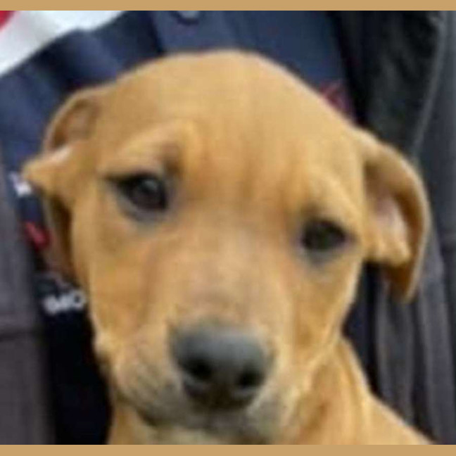 Photo of Teddy ~ Staffy X Beagle Puppy