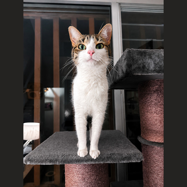 Photo of Pippy