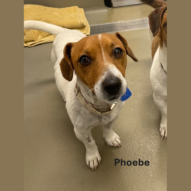 Photo of Phoebe & Wilson