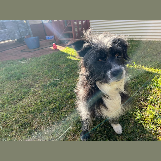 Photo of Alfie