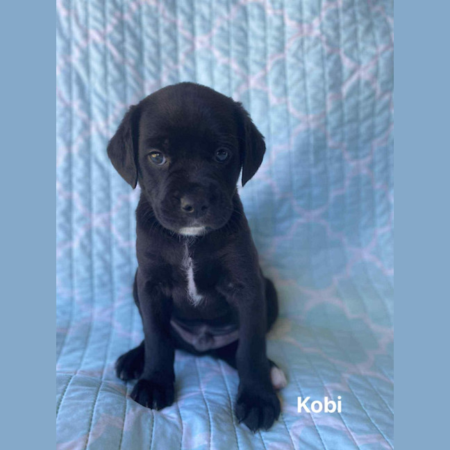 Photo of Kobi