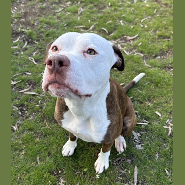 Photo of Ruby