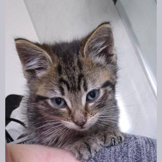 Photo of Lynx 