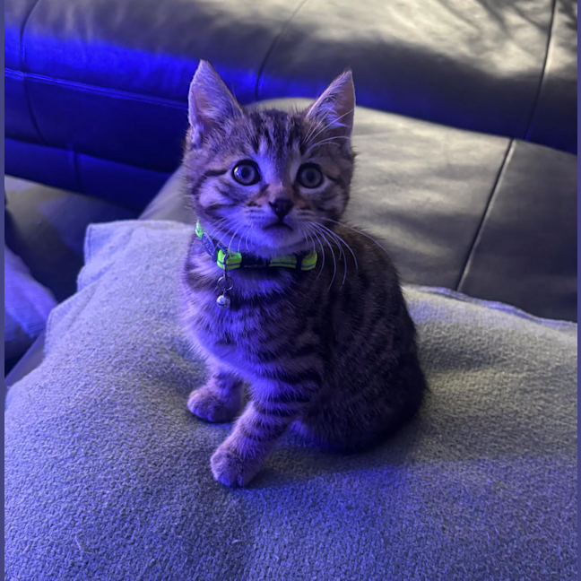 Photo of Loki