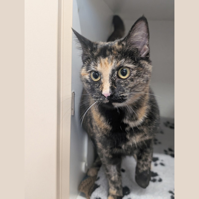 Photo of Yzma
