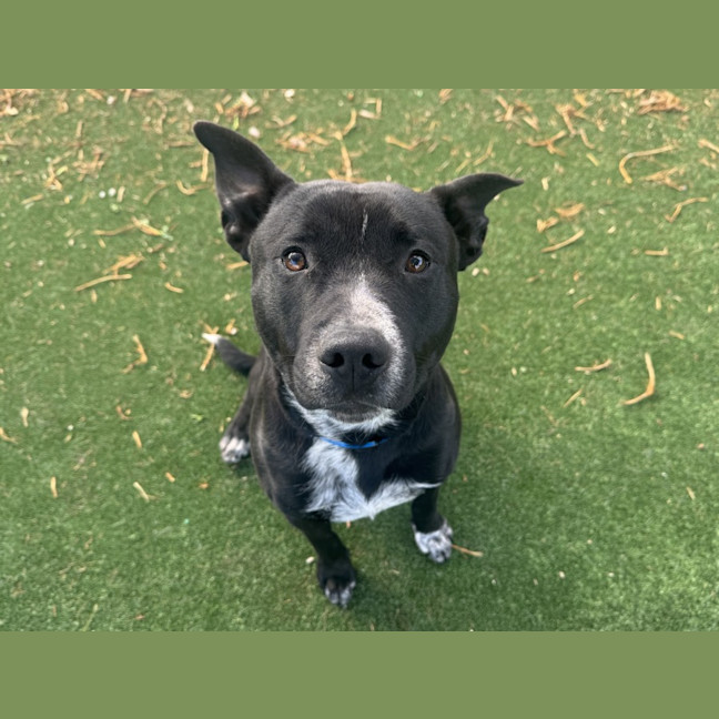 Photo of Porky Imp 1800