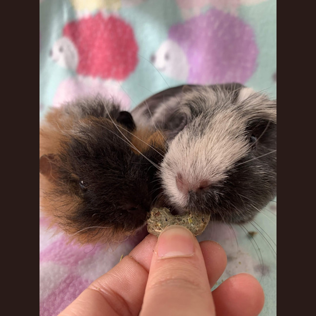 Photo of Dorian Grey And Kevin