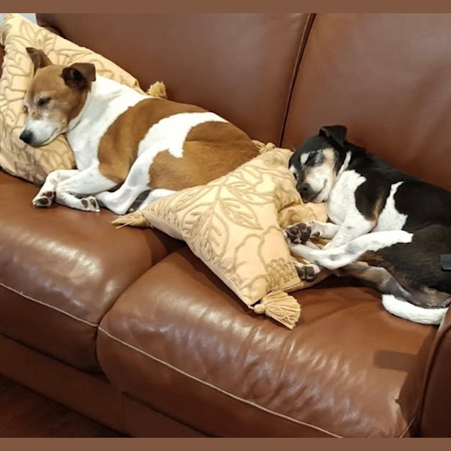Photo of Milo And Buddy