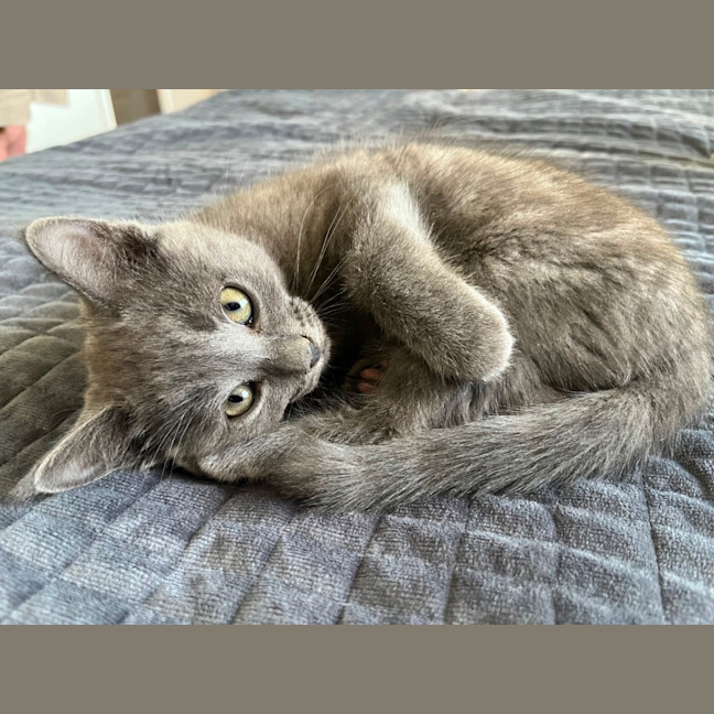 Photo of Jiji
