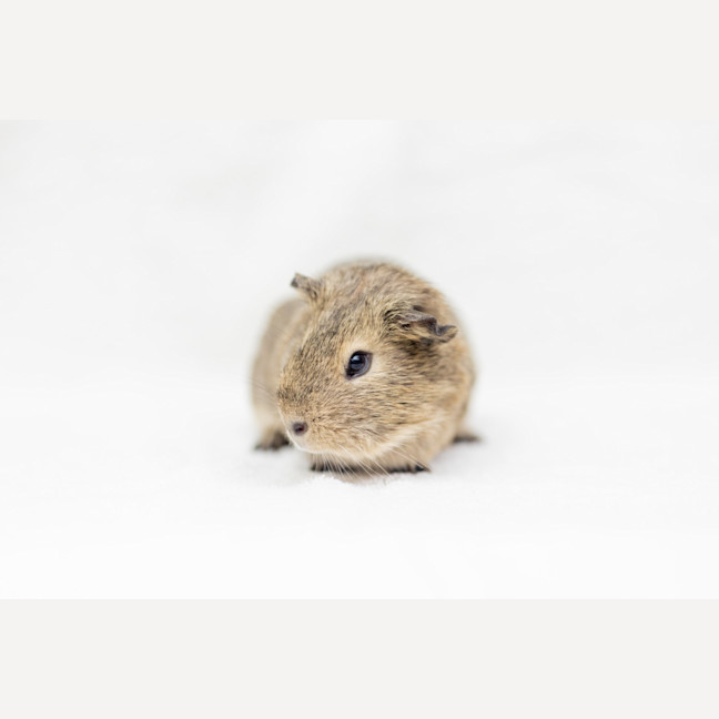 Photo of Lamby