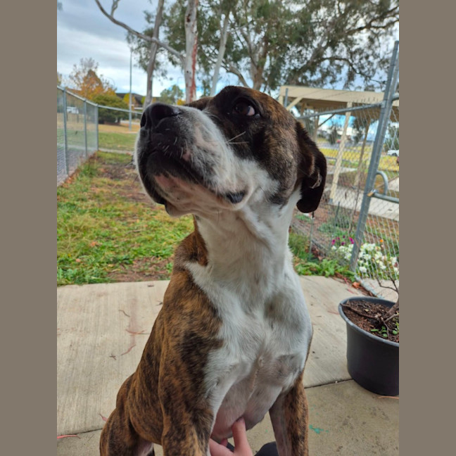 Photo of Maggie! 🐾 
