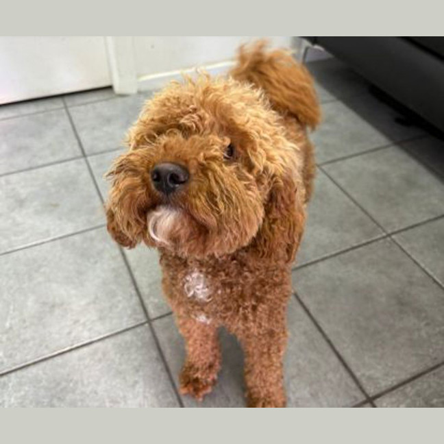 Photo of Rufus Dufus