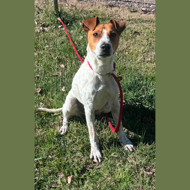Photo of Roscoe
