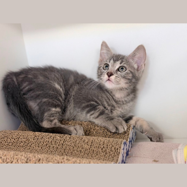 Photo of Nugget