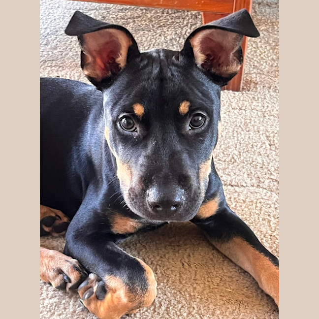 Photo of Jack   5 Month Old Kelpie X Staffy