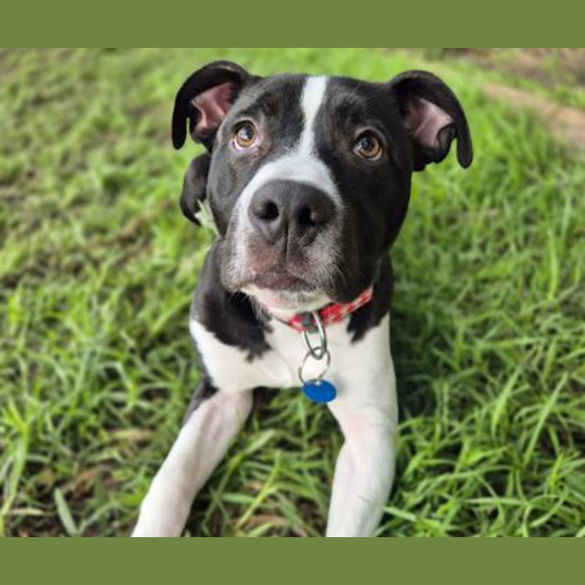 Photo of Goose