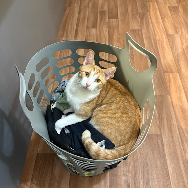 Photo of Angus