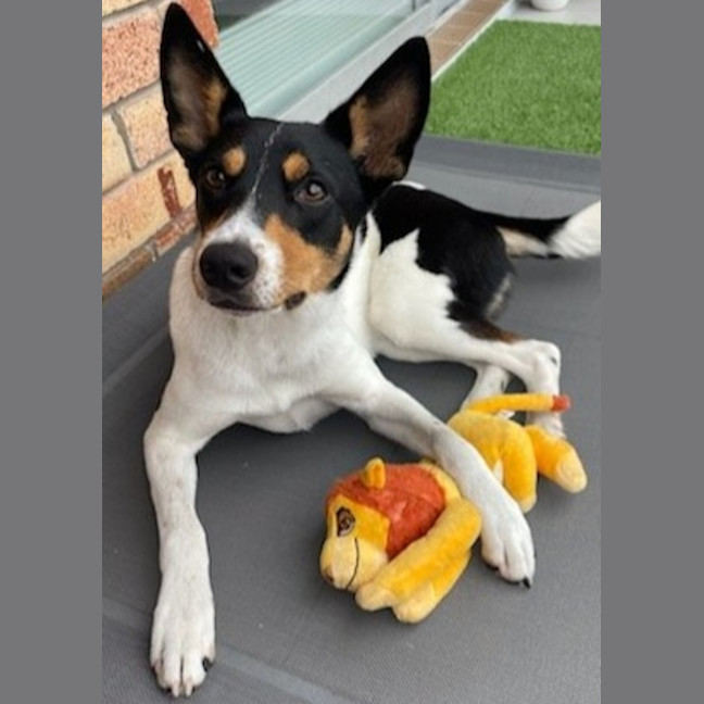 Photo of Beau   20 Month Old Border Collie X Cattle Dog