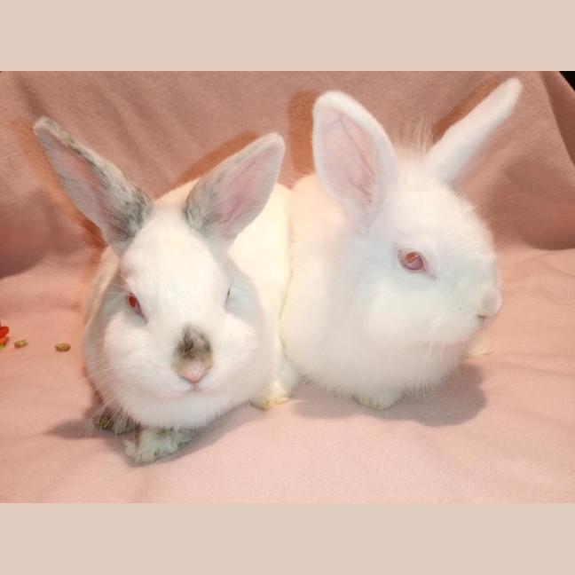 Photo of Blizzard & Odette 