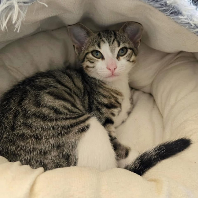 Photo of 11437   Mako