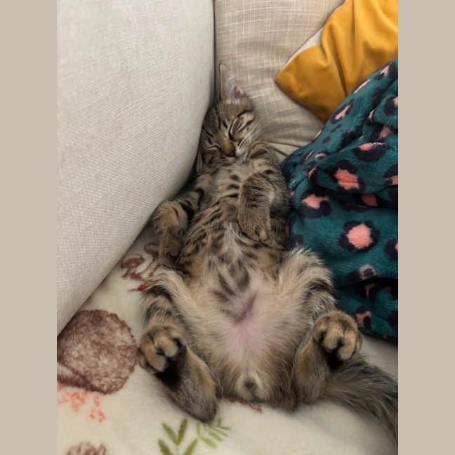Photo of Parsnip