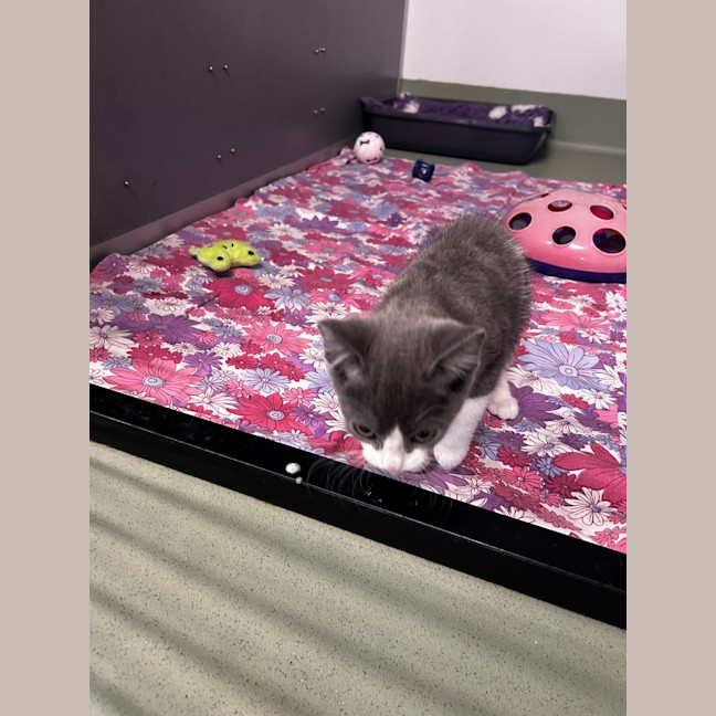 Photo of Pitsie