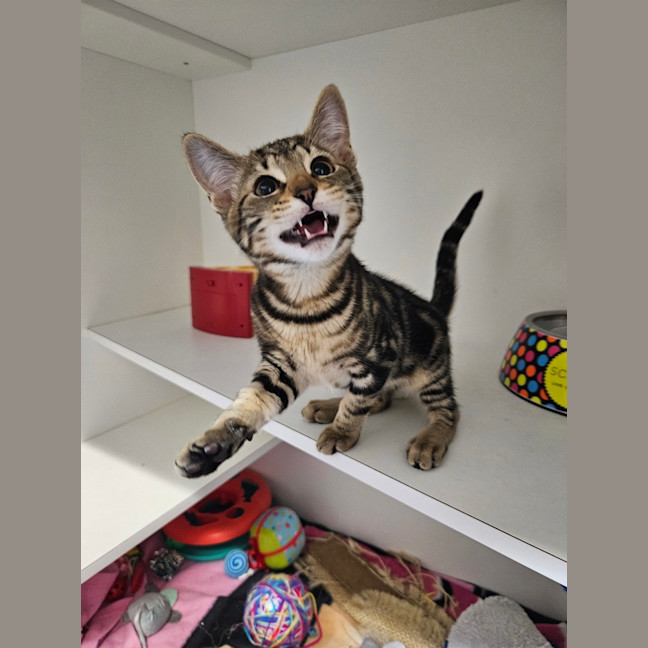 Photo of Meowie