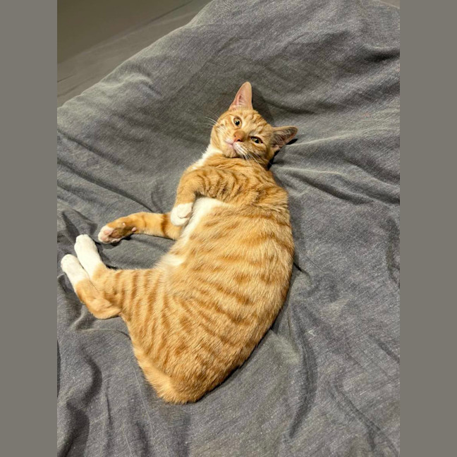 Photo of Obi 🧡