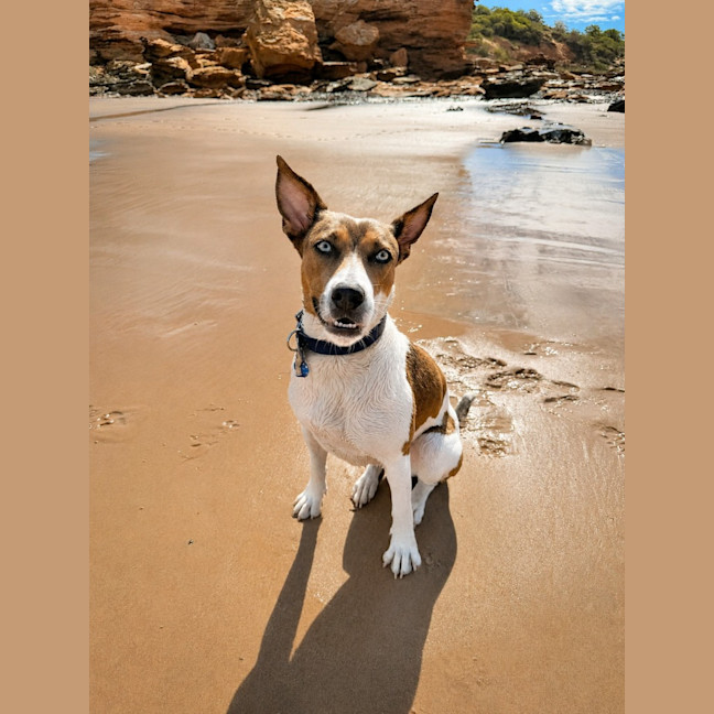 Photo of Indi