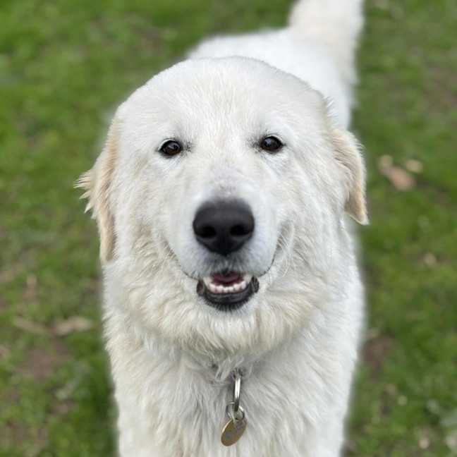 Photo of Luna
