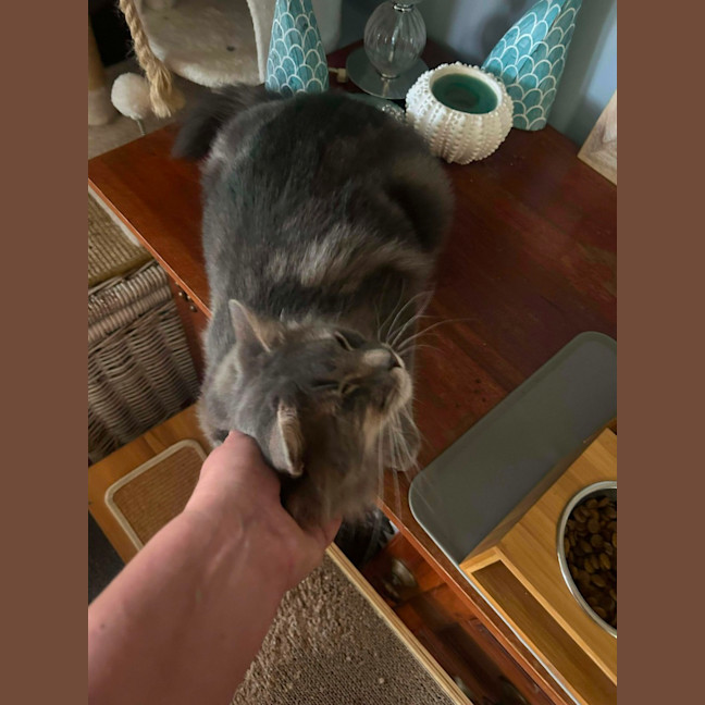 Photo of Bailey And Odin