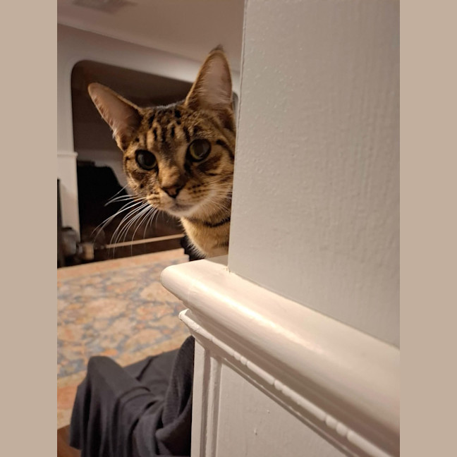 Photo of Olive *9 Lives Project Rescue