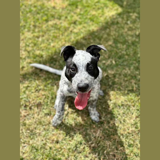 Photo of Willow