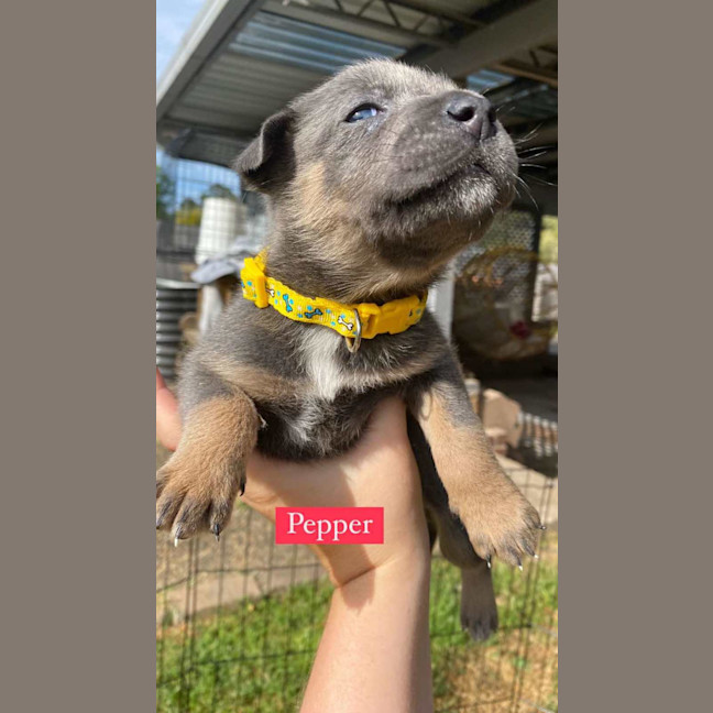 Photo of Pepper   8 Week Old Kelpie X (Trial)