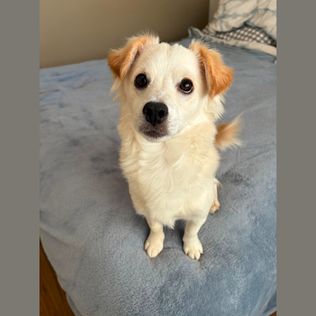 Photo of Whisky