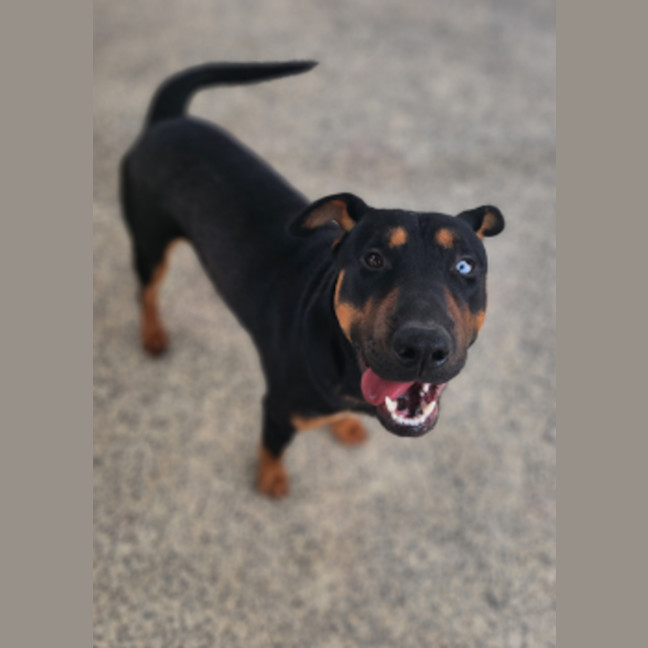 Photo of Dozer