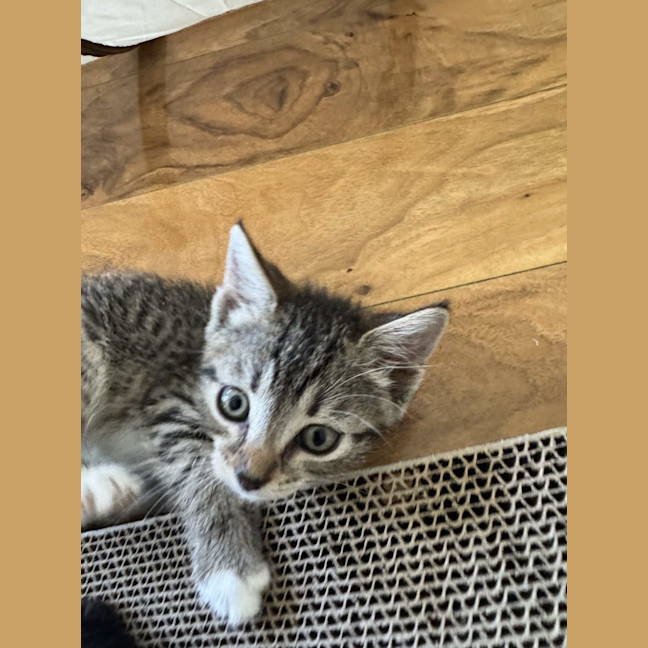 Photo of Jackson   Available 5/1/2026