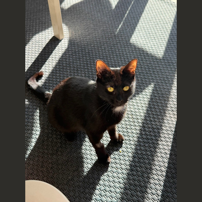 Photo of Macavity
