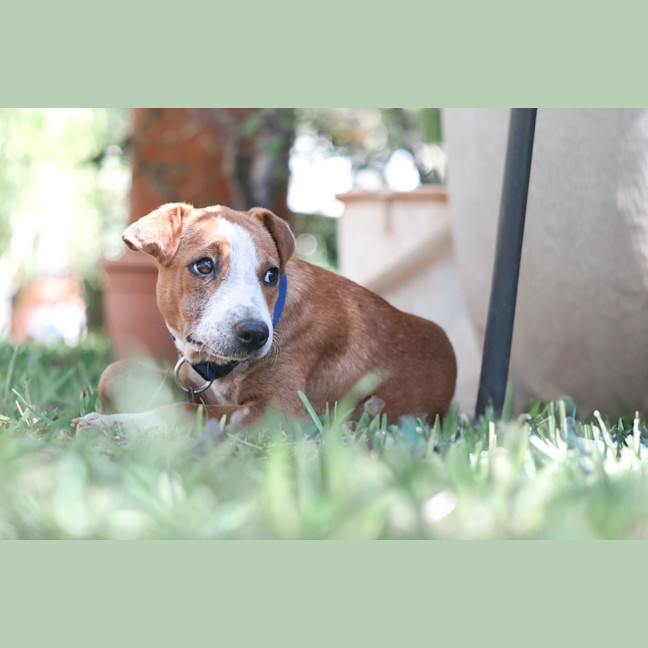 Photo of Gertie