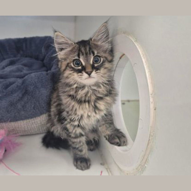 Photo of Miggles