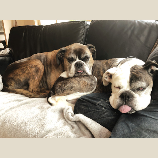 Photo of Leo And Harley