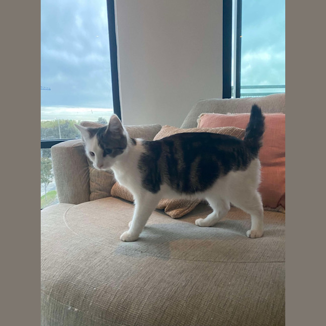 Photo of Alfie