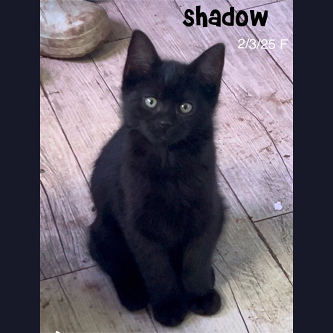 Photo of Shadow