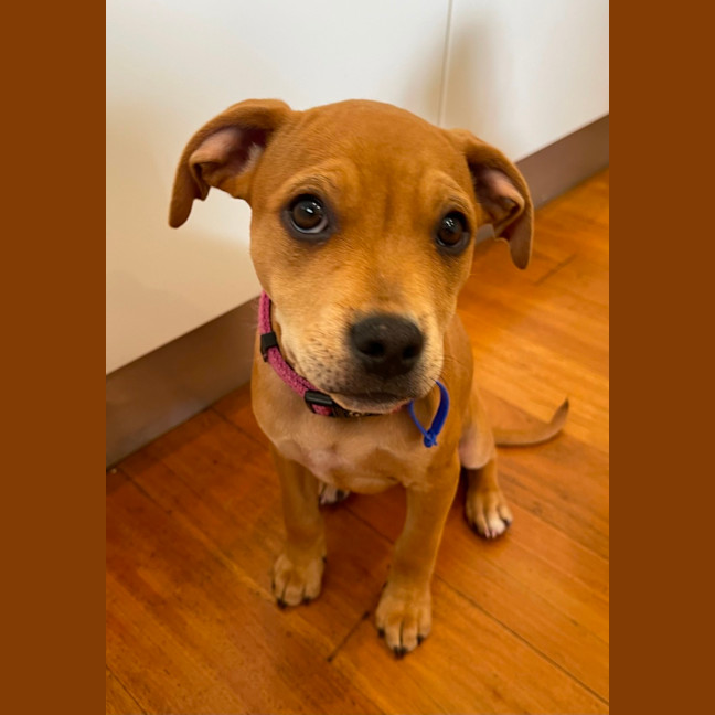 Photo of Kandi   10 Week Old Staffy X Beagle (Trial)