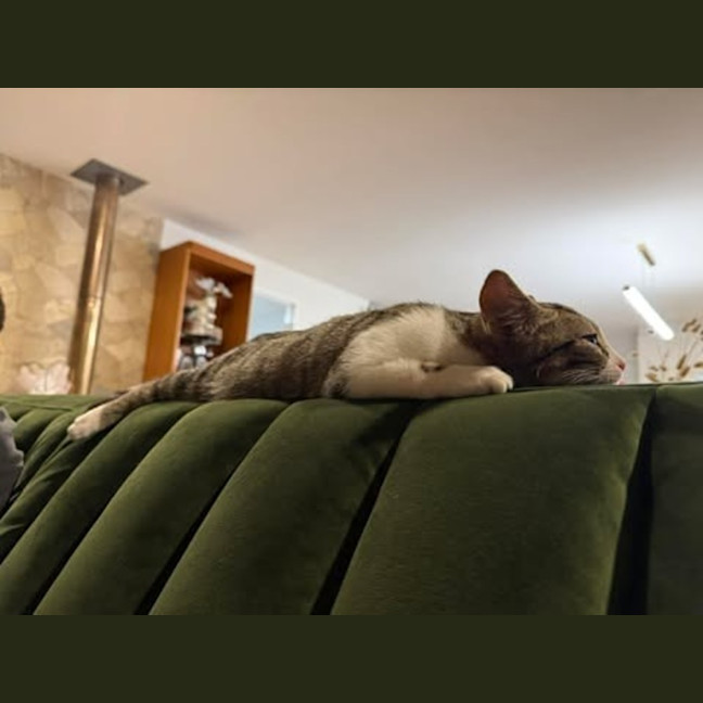 Photo of Cleo