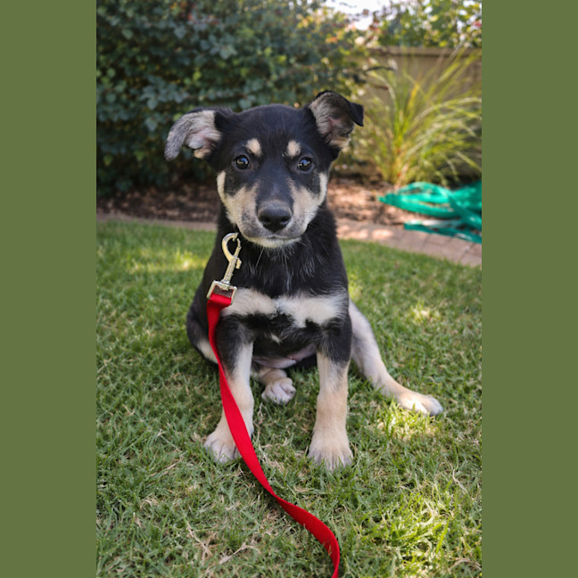 Photo of Dragonfruit 