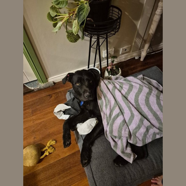 Photo of Tui   1 Year Old Wolfhound X