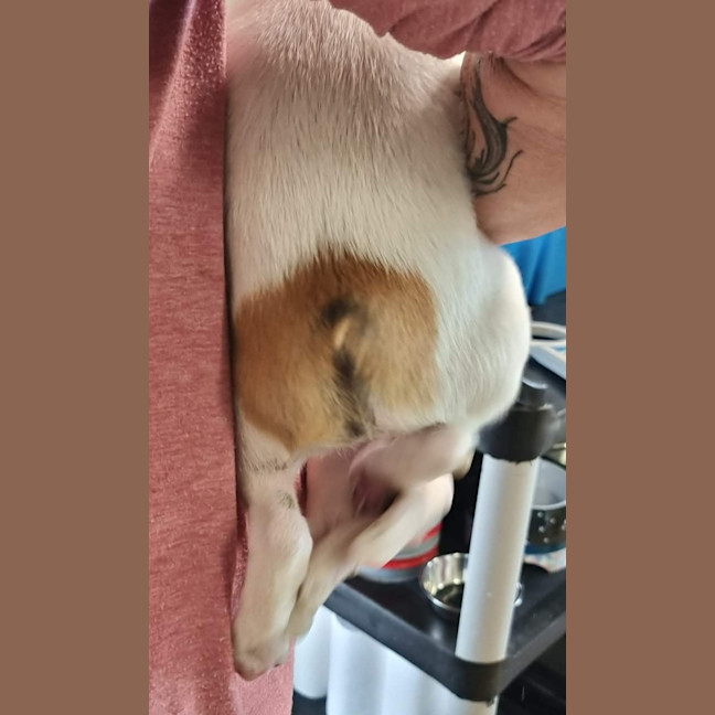 Photo of Honey